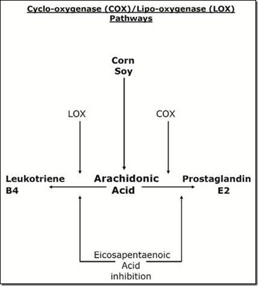Omega3 Fatty Acids for Neuropathic Pain American Journal of Clinical
